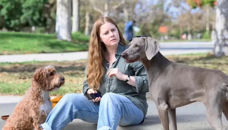 Эми Адамс сыграет с Хавьером Бардемом в сериале "Мыс страха"